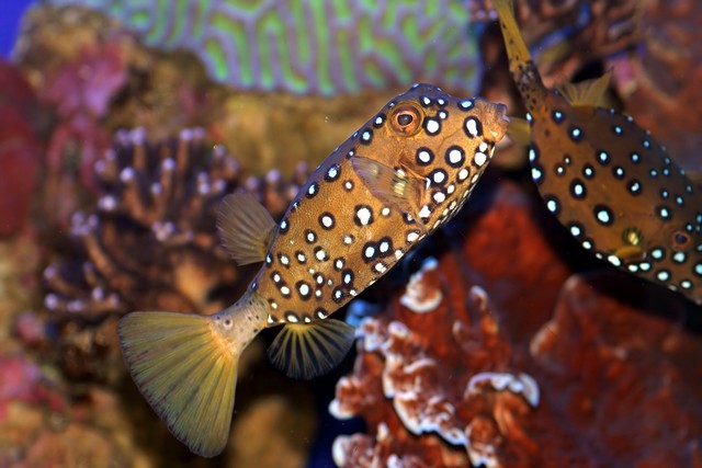 Coral Beach Nature Reserve Eilat