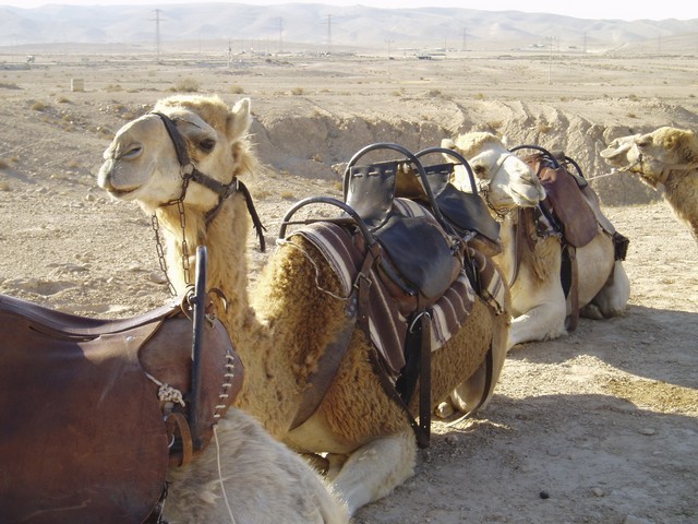 Camel-Ranch Eilat Camel Tours